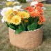 Цветник КАНЬОН купить в Рубцовске